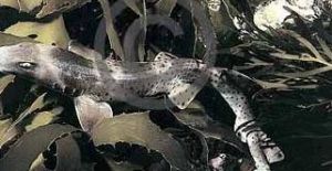 斑鰭鯊屬 斑鰭鯊屬