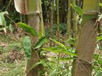 錫金龍竹 錫金龍竹