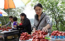 九池草莓節 九池草莓節