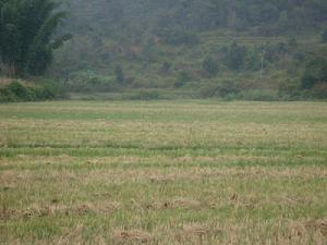 右卡自然村-水田