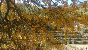 大龍村秋天景色