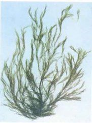 斯氏剛毛藻 斯氏剛毛藻