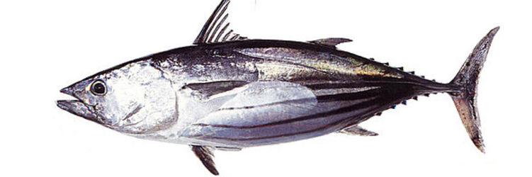 鮪魚