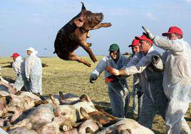 非洲豬瘟 非洲豬瘟