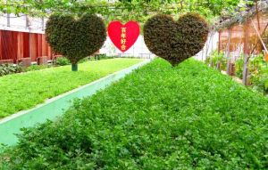 集發生態農業觀光園 集發生態農業觀光園