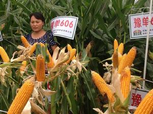 豫單606[豫審玉2014009]