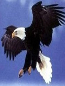 禿鷹[動物禿鷹]