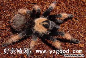 墨西哥紅腳 墨西哥紅腳