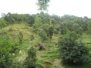 岔地壩村-生態林