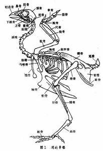 雞的骨架結構圖
