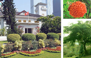 南側花壇 (左) 繡球樹花 (右上) 源自南美的繡球樹 (右下)