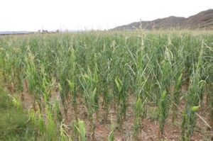 石活子村 石活子村