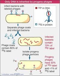 噬菌體學
