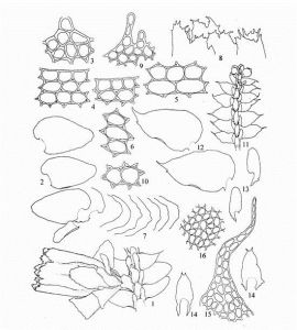 多齒光萼苔 多齒光萼苔