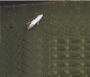 桃潛葉蛾 桃潛葉蛾