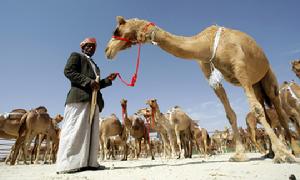 2010年2月2日，在阿拉伯聯合酋長國首都阿布達比附近的沙漠，一名男子牽著駱駝參加“扎法爾”駱駝節。