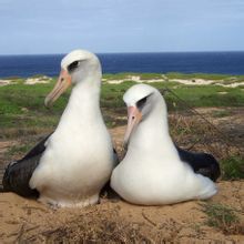 450種動物有同性性行為