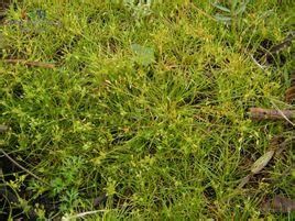 纖細飄拂草 纖細飄拂草