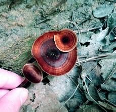 肉桂色集毛菌 肉桂色集毛菌