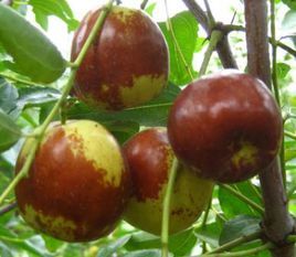 新鄭大棗 新鄭大棗