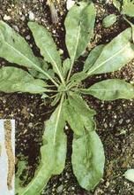 板藍根霜霉病 板藍根霜霉病