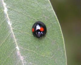 異紅點唇瓢蟲 異紅點唇瓢蟲