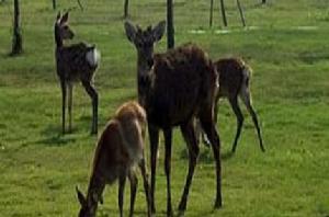 斑龍生態科技園