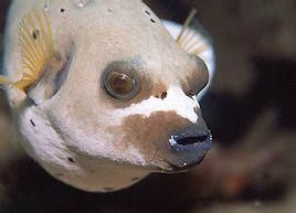 長吻紅珍珠狗頭 長吻紅珍珠狗頭