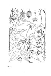 短序鵝掌柴 短序鵝掌柴