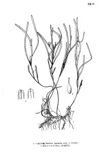 矮大葉藻 矮大葉藻