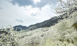 統景印盒李花生態旅遊區 統景印盒李花生態旅遊區