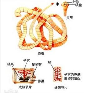 絛蟲 絛蟲