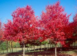 美國改良紅楓太陽穀紅楓 美國改良紅楓太陽穀紅楓