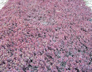 東疆紅景天 東疆紅景天