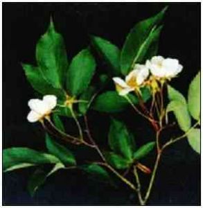 突厥薔薇 突厥薔薇