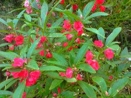 海納花假桃花 海納花假桃花