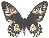 范氏裳鳳蝶指名亞種(雌)