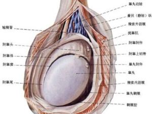 附睪癌 附睪癌