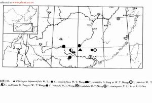 鑽絲小花苣苔 鑽絲小花苣苔