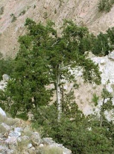 西藏白皮松 西藏白皮松