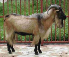 羅平黃山羊 羅平黃山羊