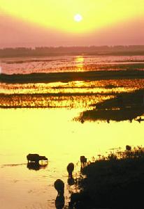吉首峒河國家濕地公園 吉首峒河國家濕地公園
