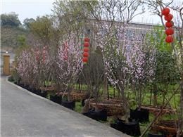 怒江懸鉤子 怒江懸鉤子