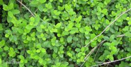 老鼠耳[老鼠耳]