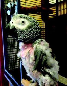 抑鬱症鸚鵡 抑鬱症鸚鵡