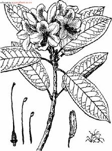 黃毛杜鵑 黃毛杜鵑