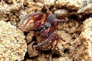 二紡蛛科 二紡蛛科