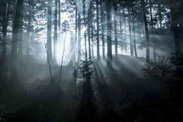 溫帶常綠闊葉林 溫帶常綠闊葉林