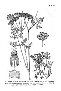 小菱葉茴芹 小菱葉茴芹