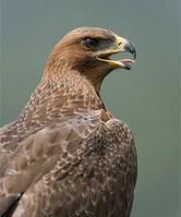 白腹隼雕 白腹隼雕